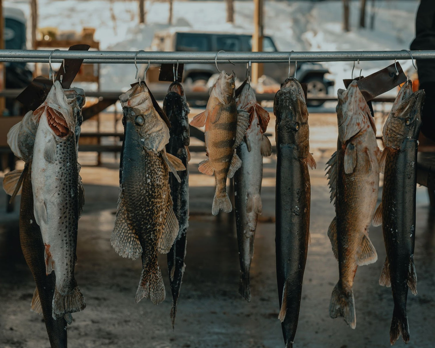 7 Reasons You May Not Be Catching Fish Daggerfish Gear