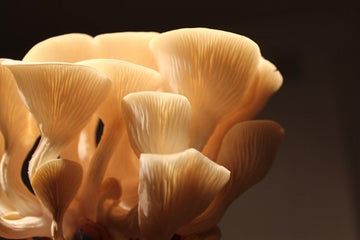 Mushroom Foraging Guide - Tips and Advice on How To Forage Mushroom Safely
